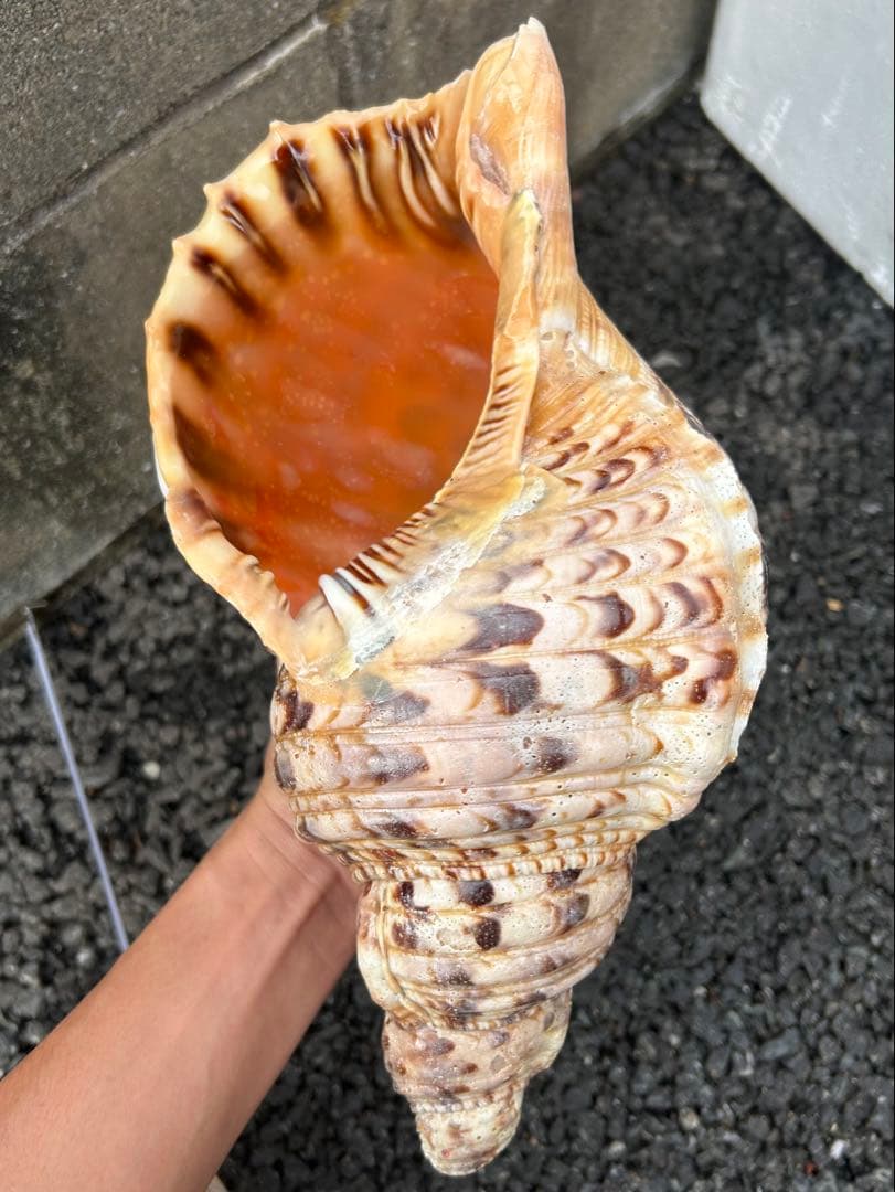 法螺貝　直線31cm 903g