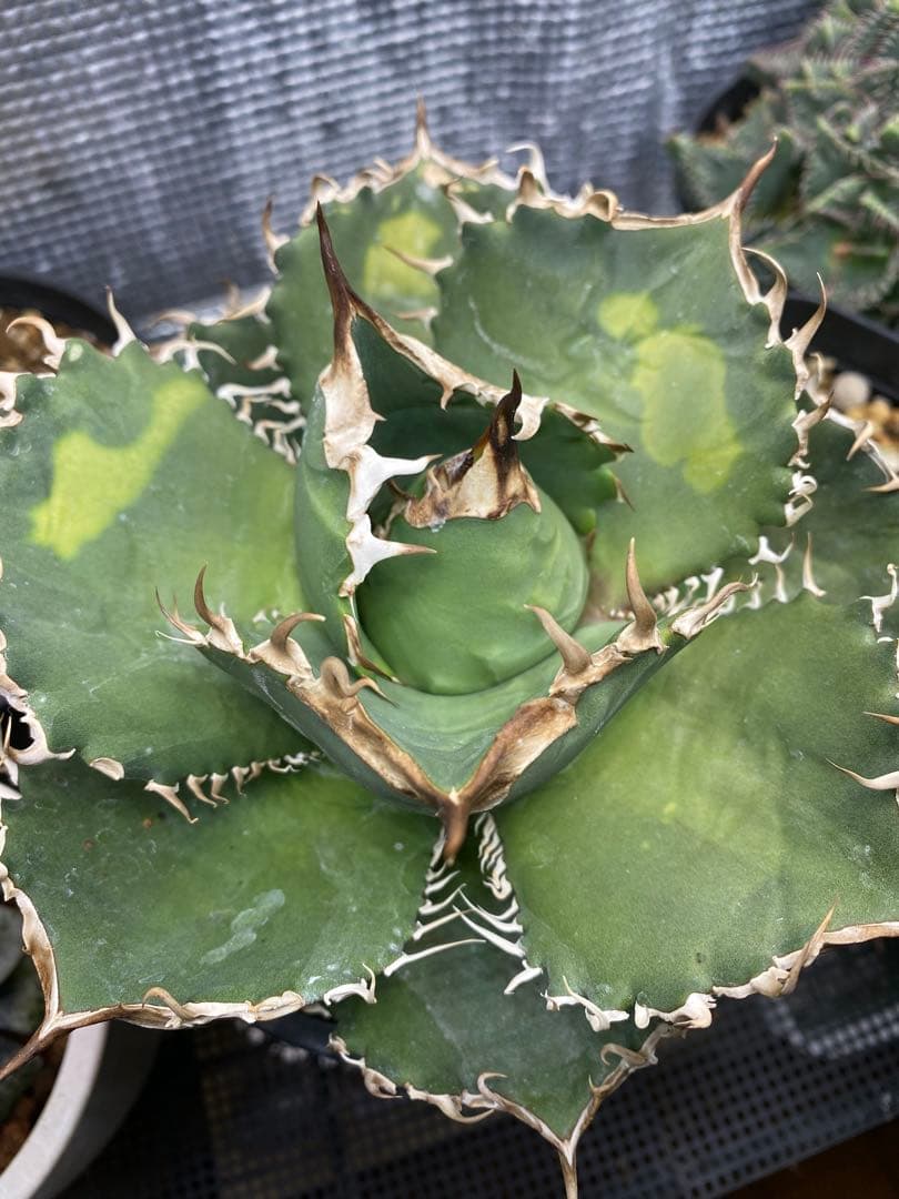 m*s様 アガベ　チタノタ　オテロイ　無名