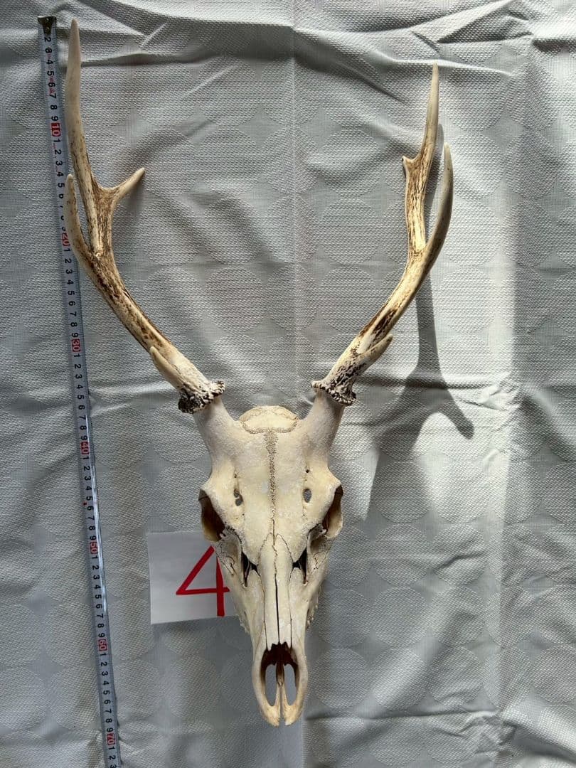 ④[1点もの] ハンティングトロフィー　鹿の角　頭蓋骨　日本鹿　スカル