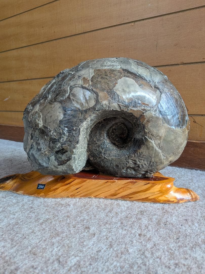 アンモナイト化石 27cm(290)