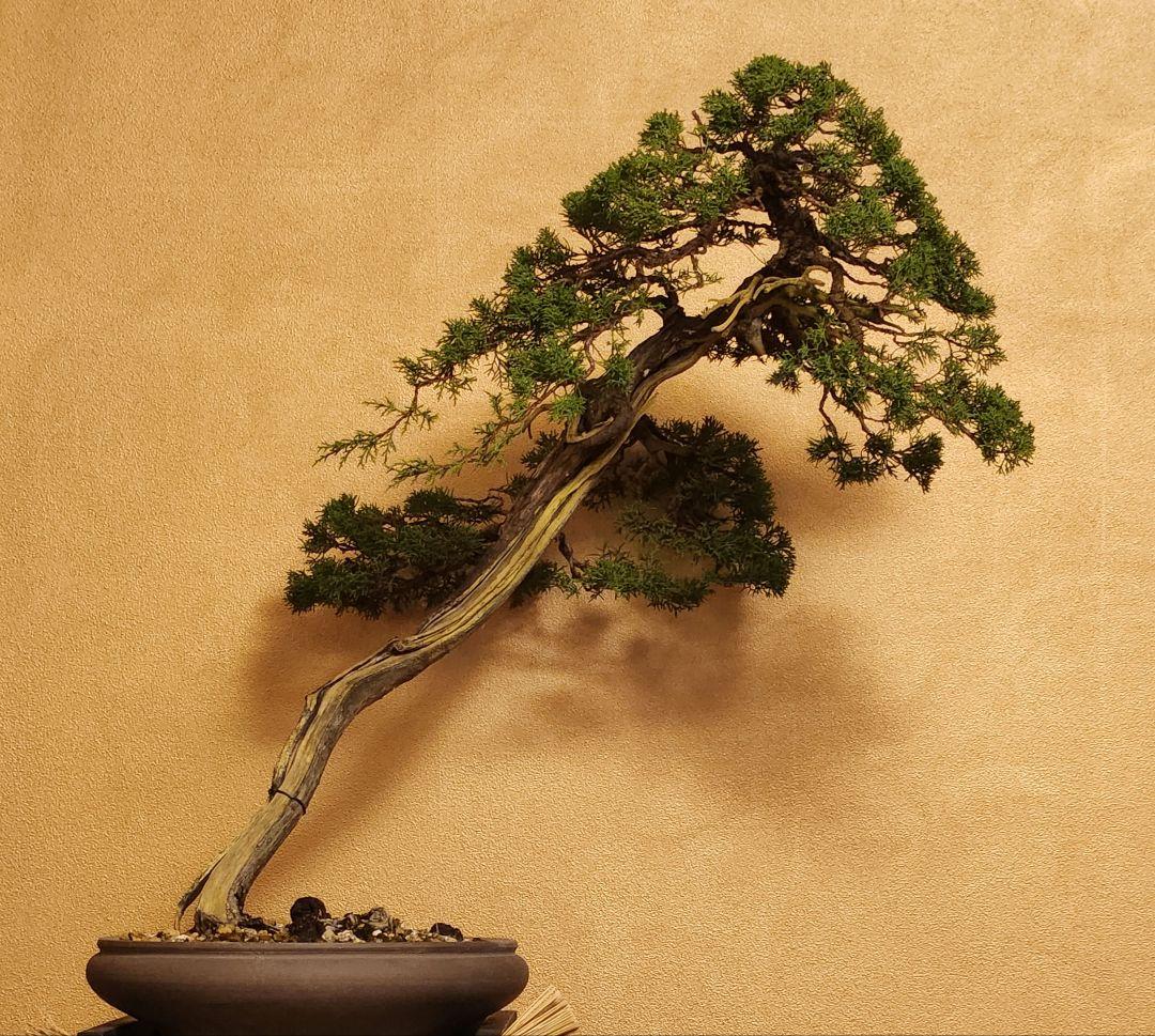 糸魚川真柏盆栽 五葉松盆栽 真柏盆栽 懸崖 真柏 黒松 赤松 五葉松