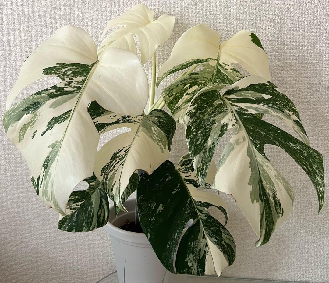 モンステラ　ボルシギアナ　ホワイトタイガー　極美斑入り　鉢付き