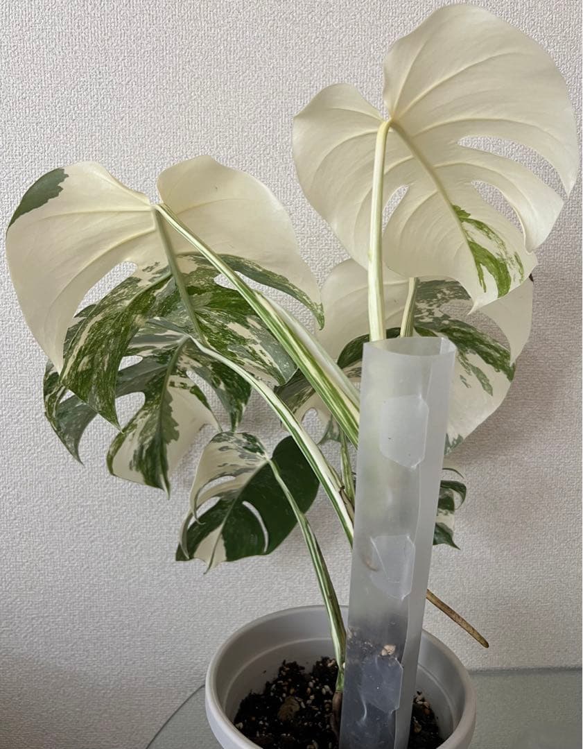 モンステラ　ボルシギアナ　ホワイトタイガー　極美斑入り　鉢付き