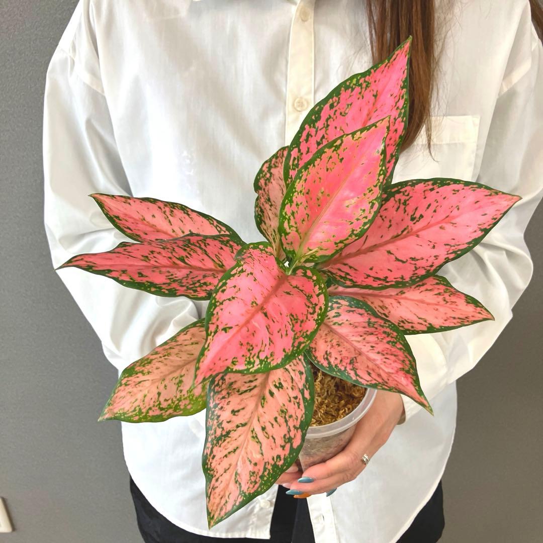 超希少❗️アグラオネマ　ピンクマルーン \