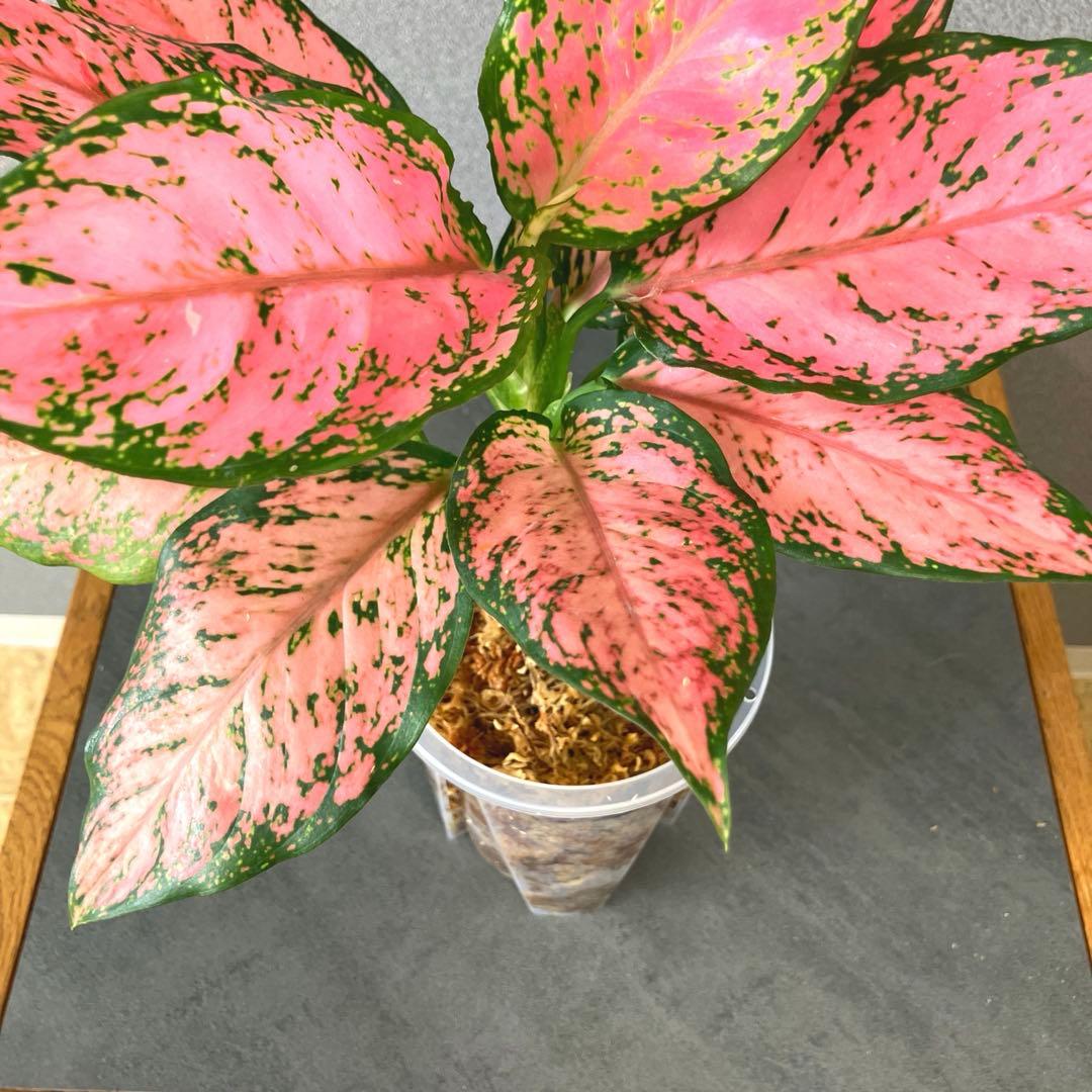 超希少❗️アグラオネマ　ピンクマルーン \"Pink Maroon\"✨