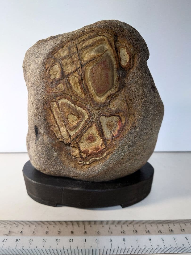 重信川馬蹄石　抽象画　水石 鑑賞石