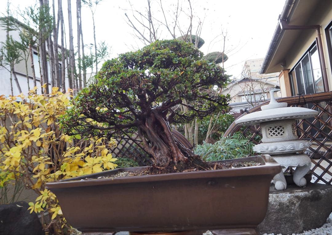 入手困難　皐月盆栽　樹齢60年