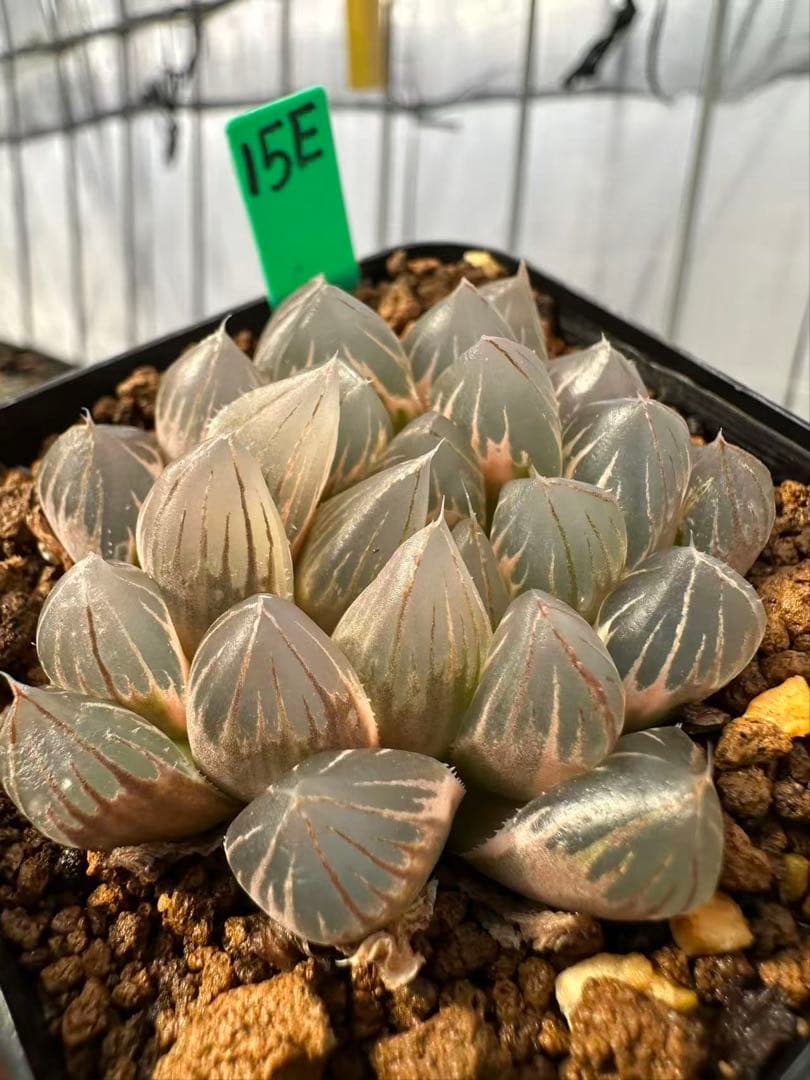 15E多肉植物 ハオルチア 龍爪オブツーサ錦糊斑