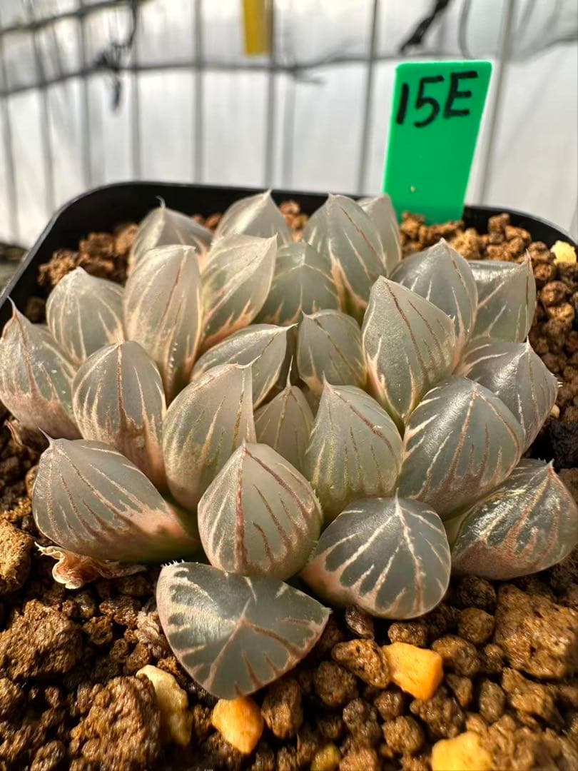 15E多肉植物 ハオルチア 龍爪オブツーサ錦糊斑