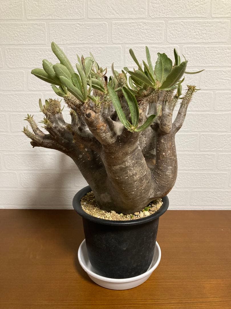 【植物引退】イノピナツム　現地球