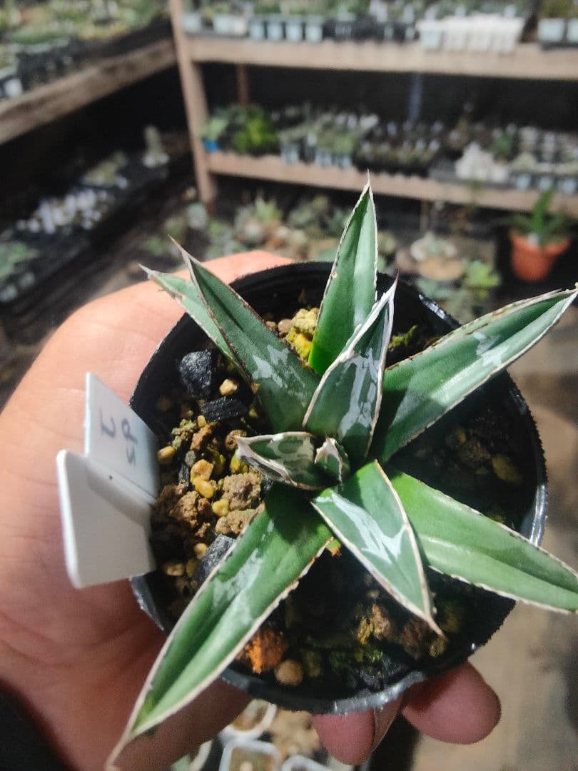 アガベ　名峰富士　ロウルサンコ