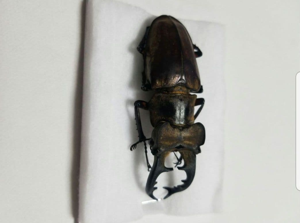 福岡県産　ミヤマクワガタ　標本 74mm