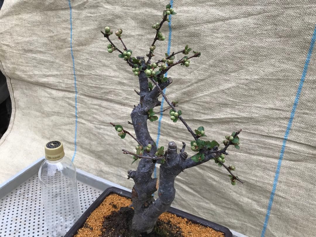 木瓜(ボケ)・放春花 彩の星 角鉢(咲分け保証品)②