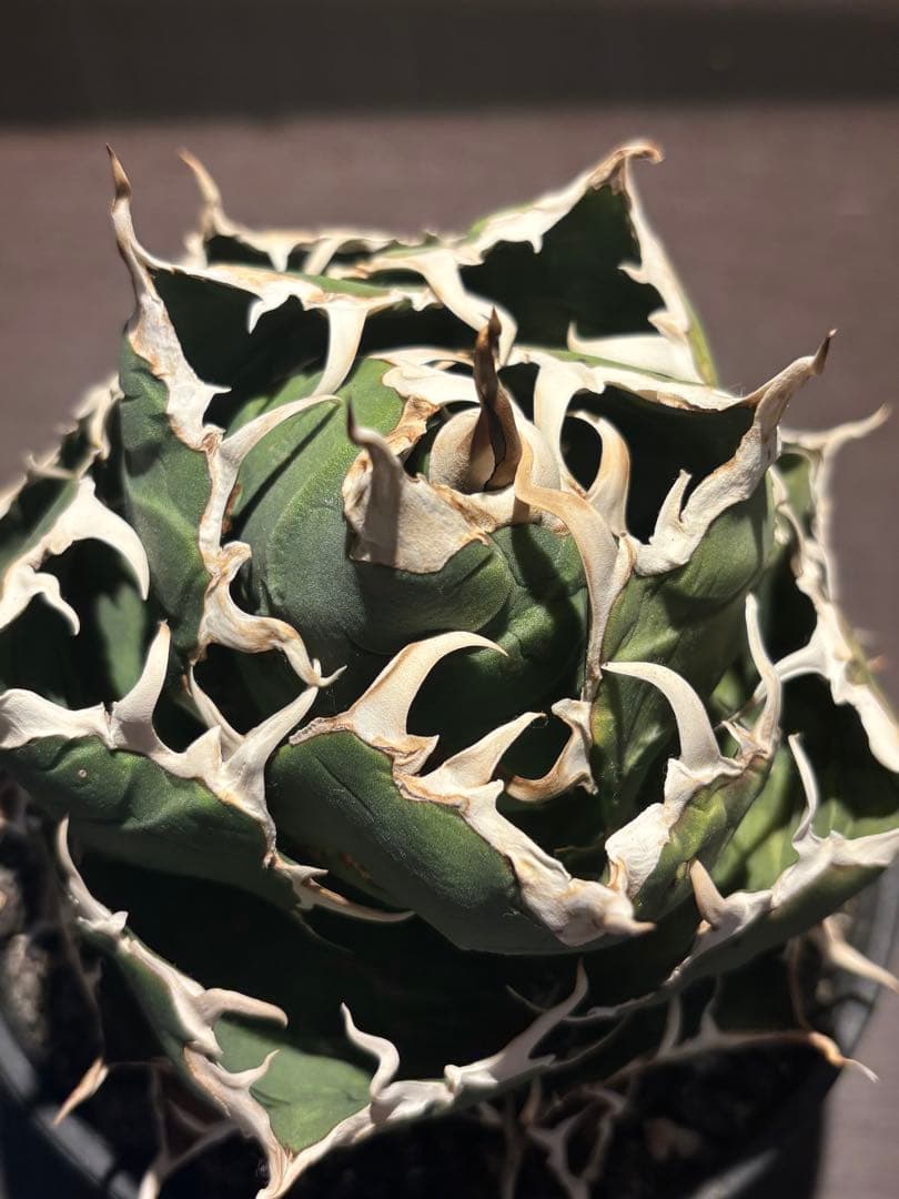 アガベ 白鯨　親株　大株