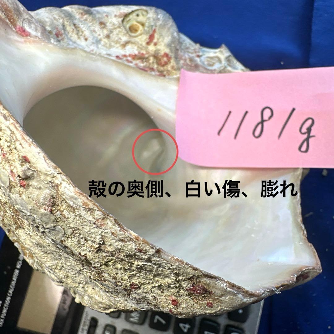 夜光貝　ヤコウ貝　まとめ売り　21個　　27、5kg アクセサリー　ルアー