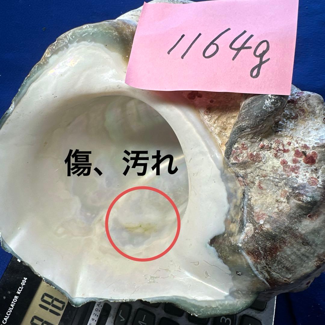 夜光貝　ヤコウ貝　まとめ売り　21個　　27、5kg アクセサリー　ルアー