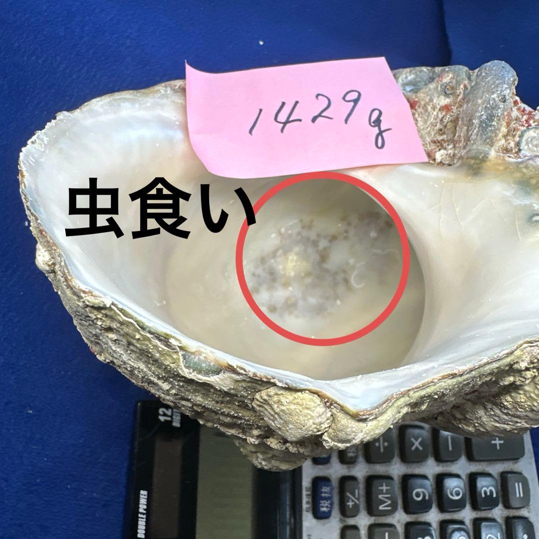 夜光貝　ヤコウ貝　まとめ売り　21個　　27、5kg アクセサリー　ルアー