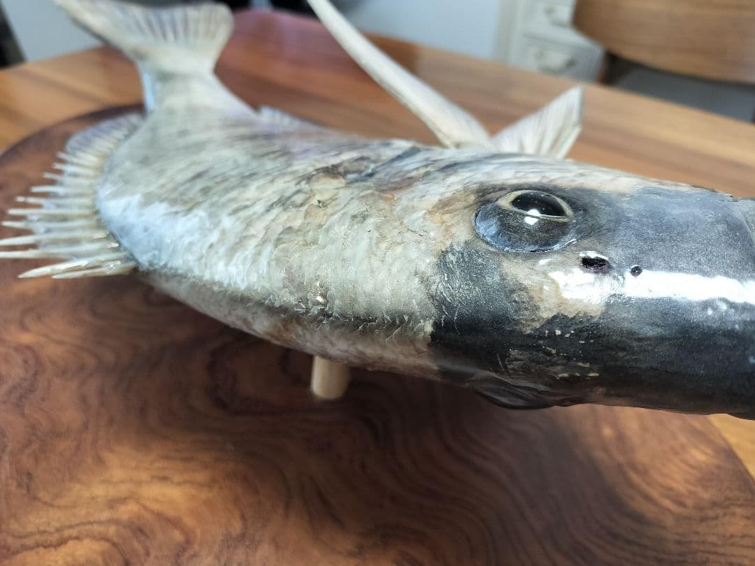 ミナミクロダイ　剥製