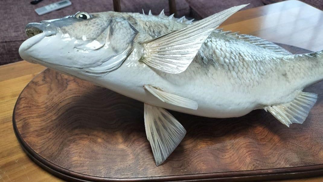 ミナミクロダイ　剥製