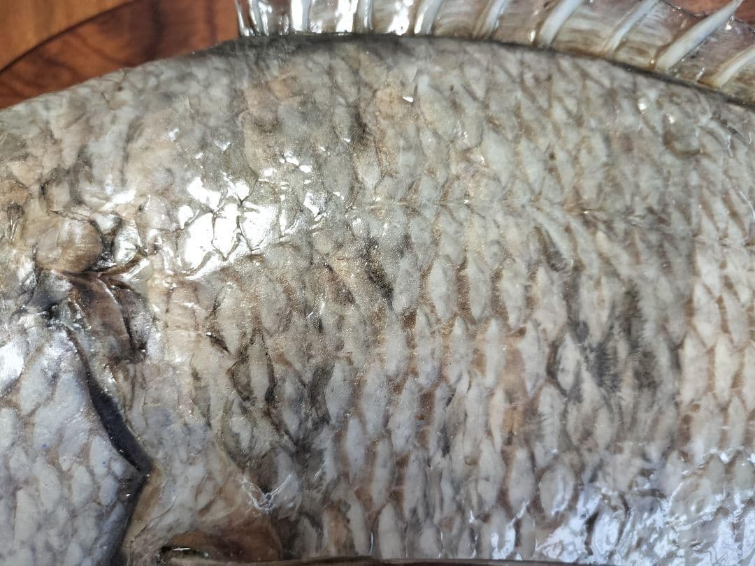 ミナミクロダイ　剥製