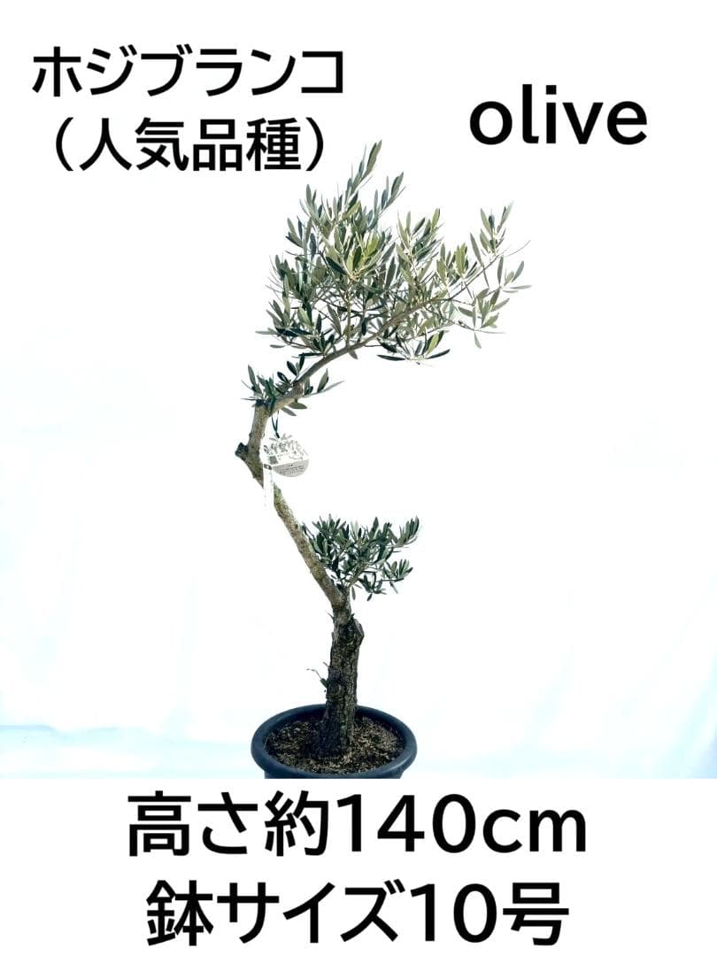 オリーブの木　古木　ホジブランコ　10号　約140cm　NO.839　人気　現品