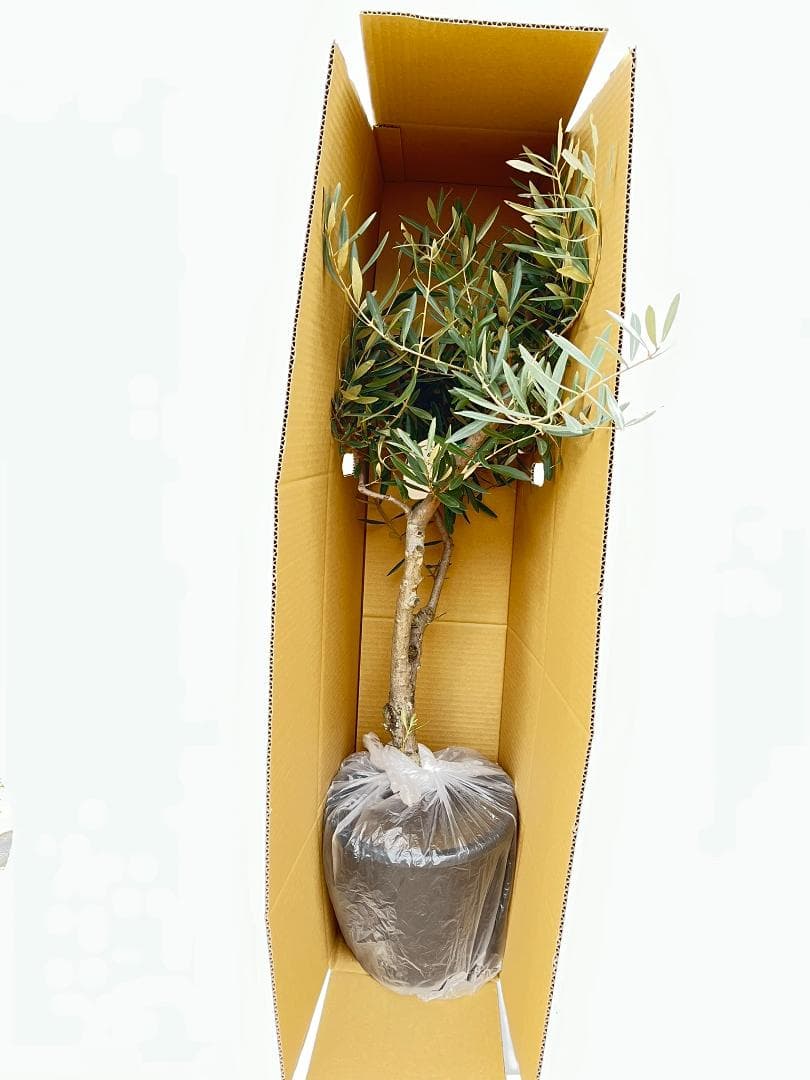 オリーブの木　古木　ホジブランコ　10号　約140cm　NO.839　人気　現品