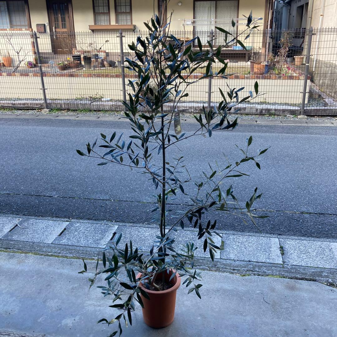 オリーブ（ひなかぜ）