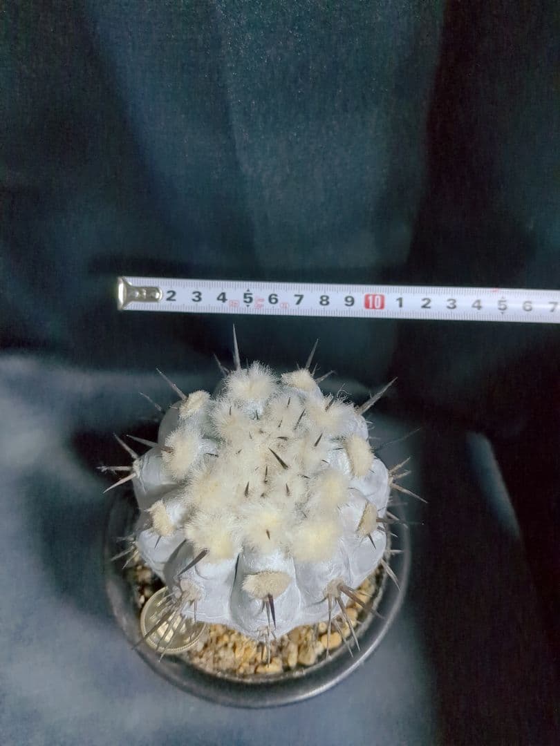 Copiapoa　コピアポア シネレア　黒王丸