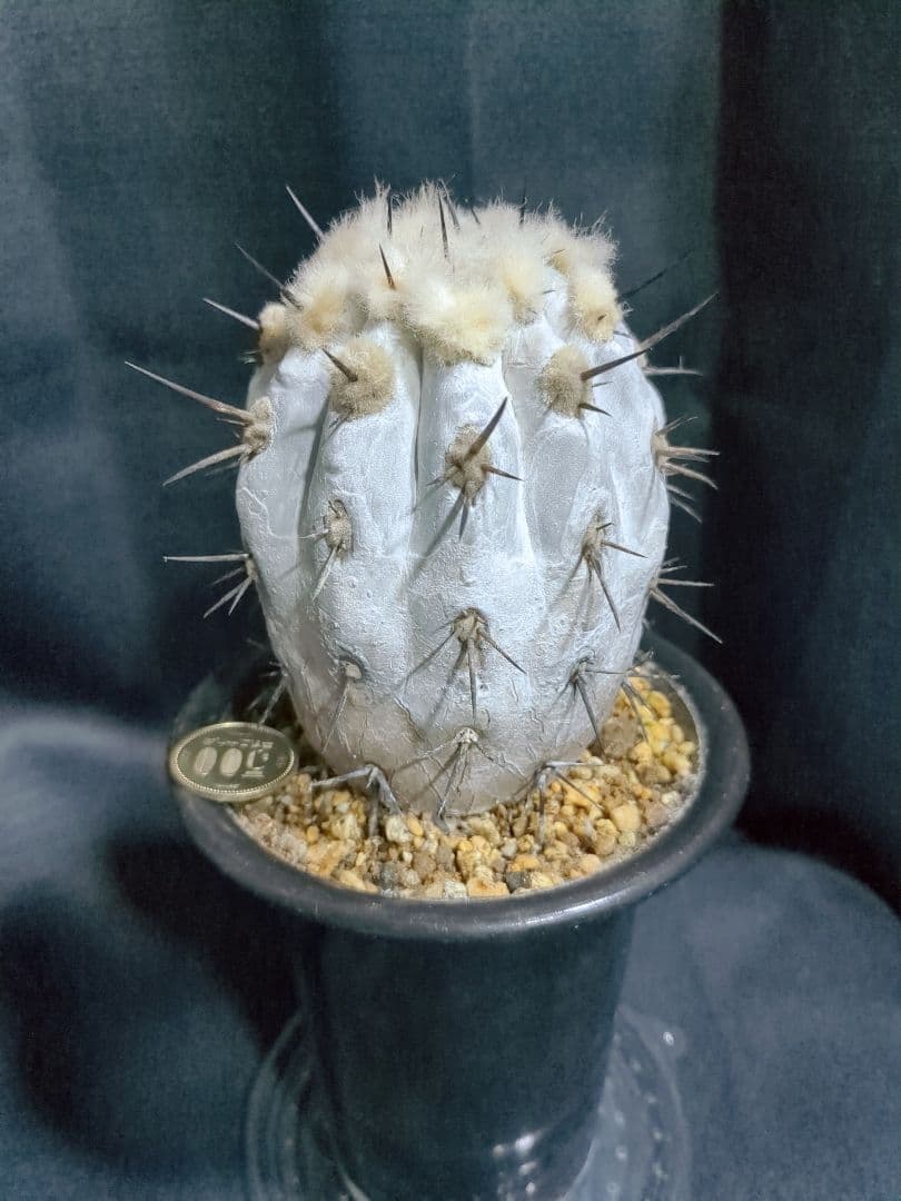 Copiapoa　コピアポア シネレア　黒王丸
