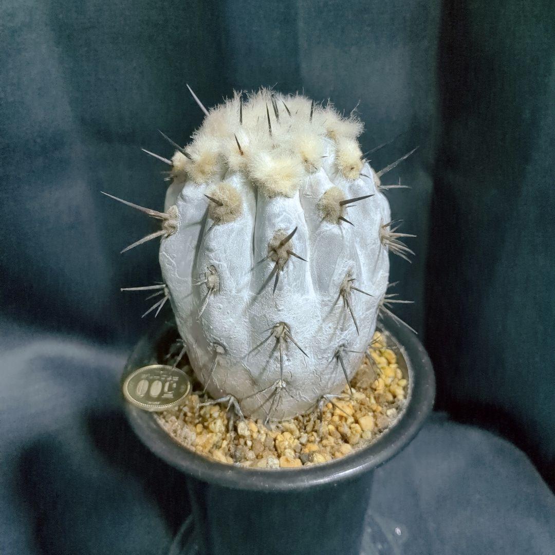 Copiapoa　コピアポア シネレア　黒王丸