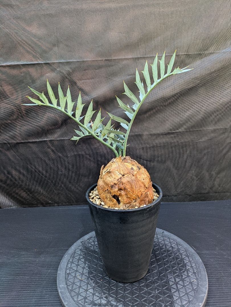 エンセファラルトス ホリダス / スパードワーフ /激レア株/発根済