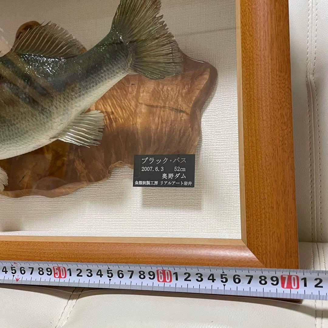 ブラックバス 剥製 魚 体長約52cmガラス額入り 魚類剥製工房リアルアート岩井