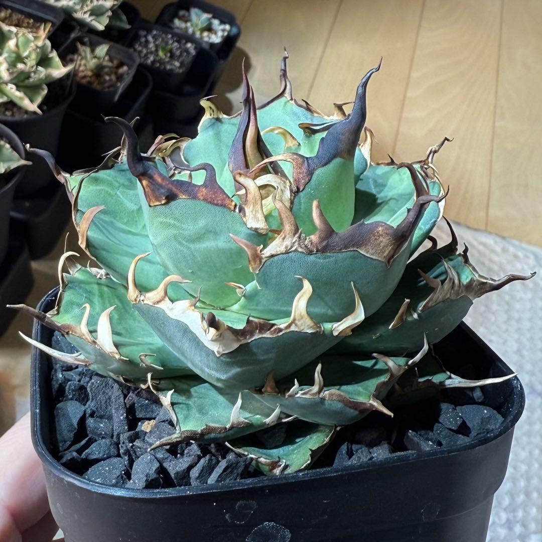 【鉢ごと発送】アガベ チタノタ ハデス 活着済み【強陽炎・丸型・幅広短葉】