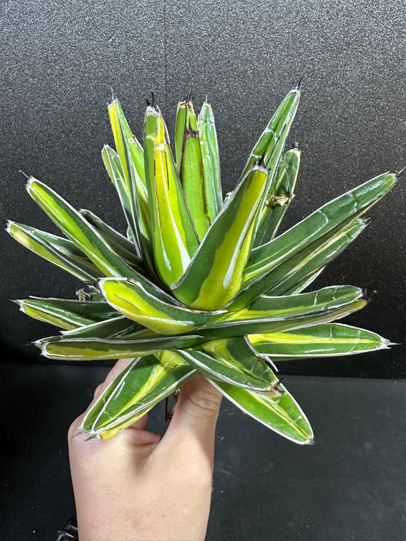 【特大苗　笹の雪　鮮明黄中斑達磨葉タイプ　'gaint' 】　アガベ