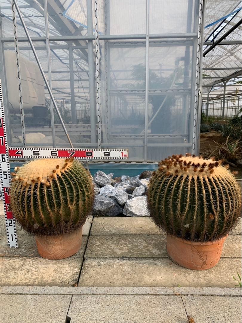 サボテン　金鯱　2個セット 引取限定