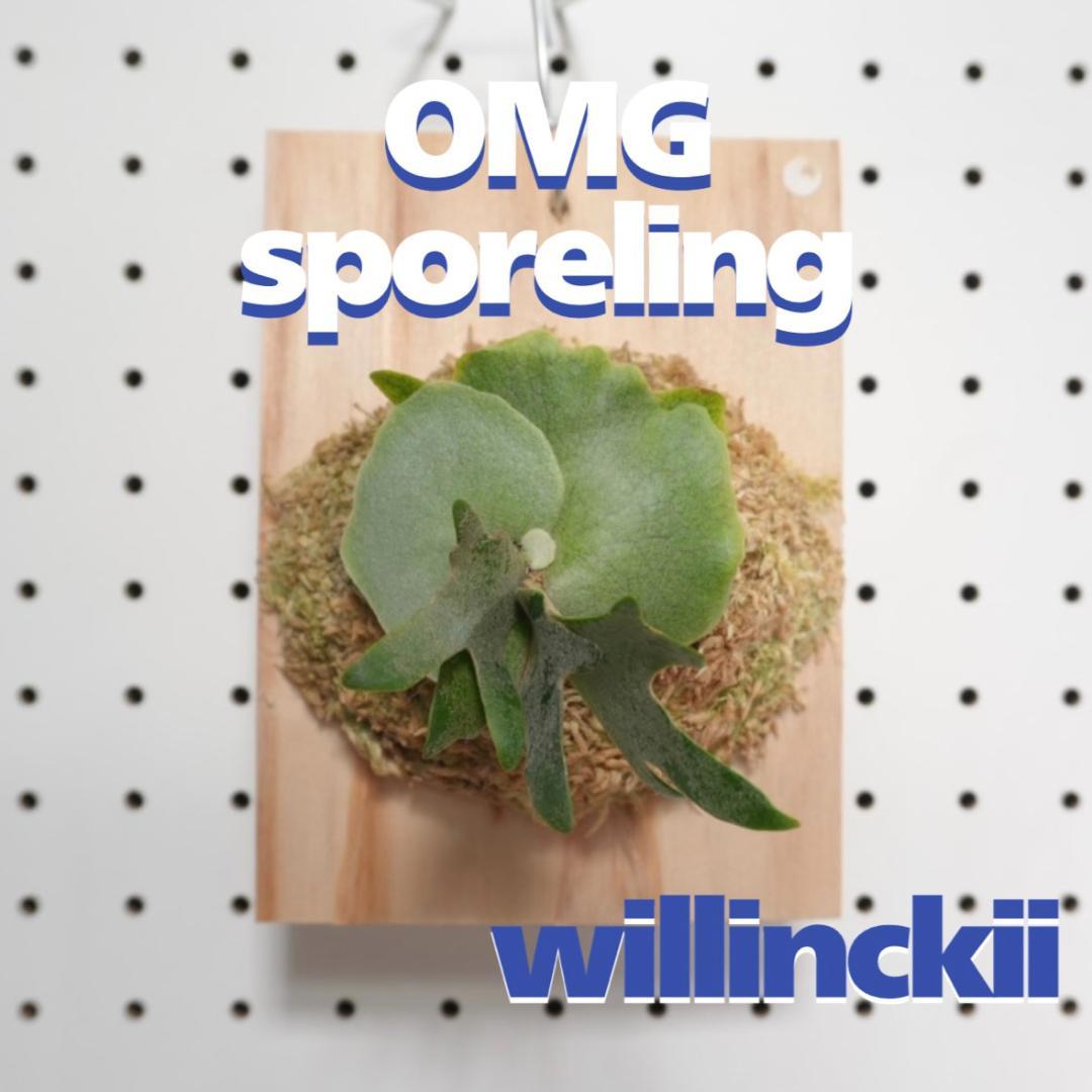 ビカクシダ OMG ウィリンキードワーフ 板付　O-1