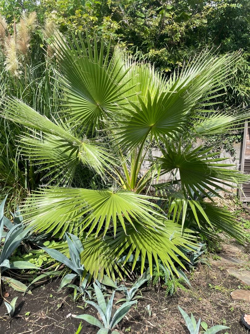 ワシントンヤシ　地植え　【横浜市引き取り可能な方】