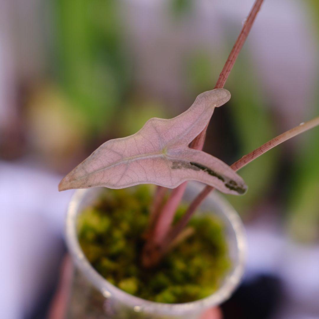 Alocasia Nobillis Pink\"K\"│アロカシア ノビリス ピンク