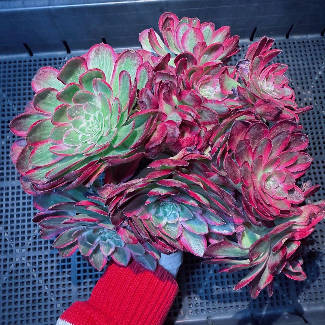 新入荷　超レア新品種　アエオニウム 緋影錦　法師錦　観葉植物　超大品