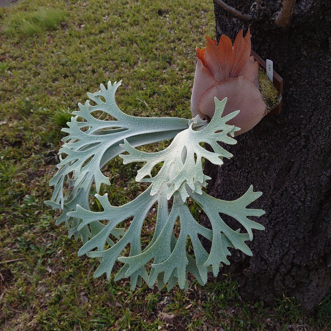 ビカクシダ E-1 子株 70