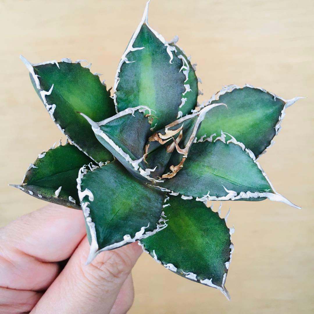 【稀少】3 巨歯鮫 巨歯鯊 メガロドン TC株 特選 アガベ チタノタ