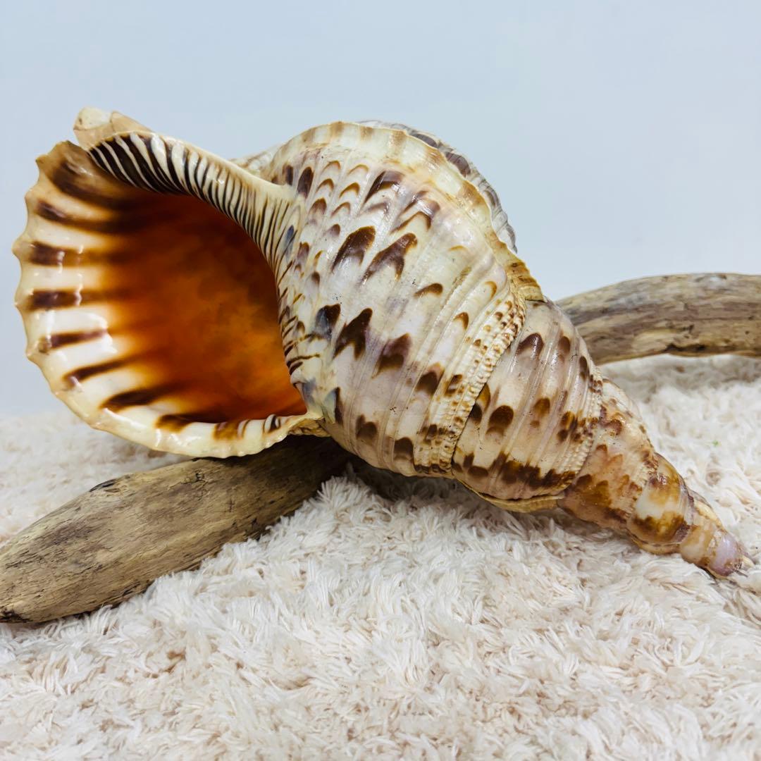 24時間以内発送 法螺貝 ほら貝 約37cm インテリア 西海岸