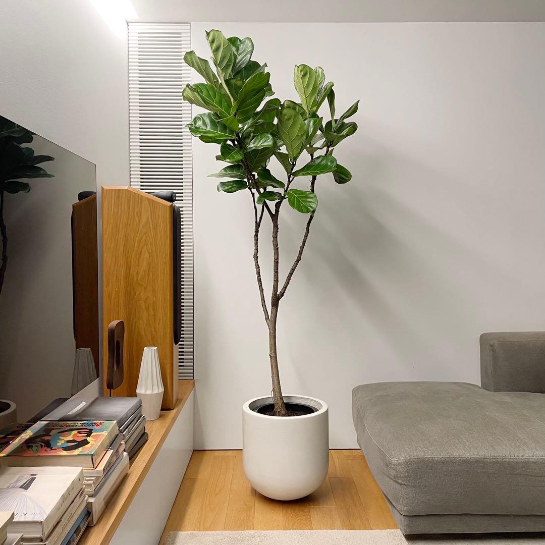 観葉植物 フィカス リラータ カシワバゴム 200cm