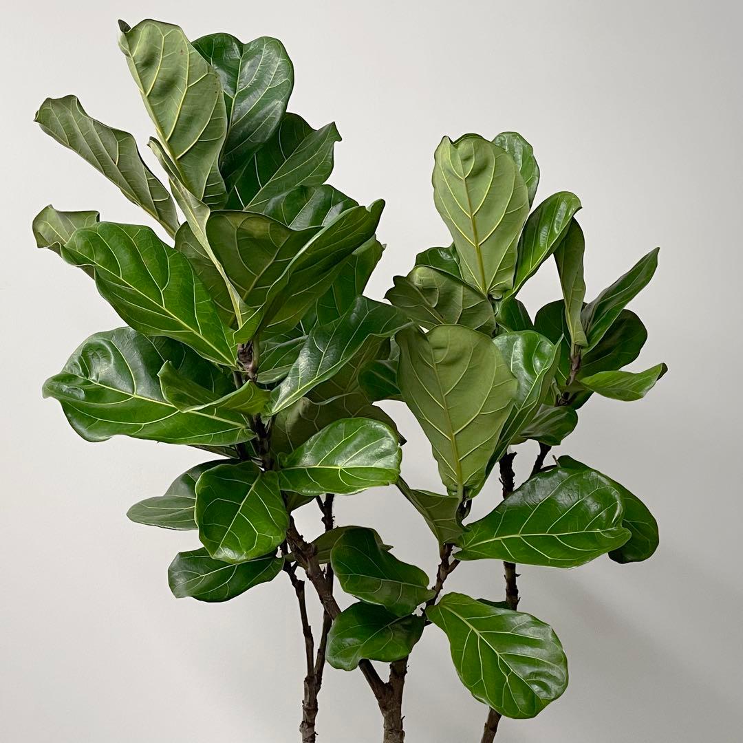 観葉植物 フィカス リラータ カシワバゴム 200cm