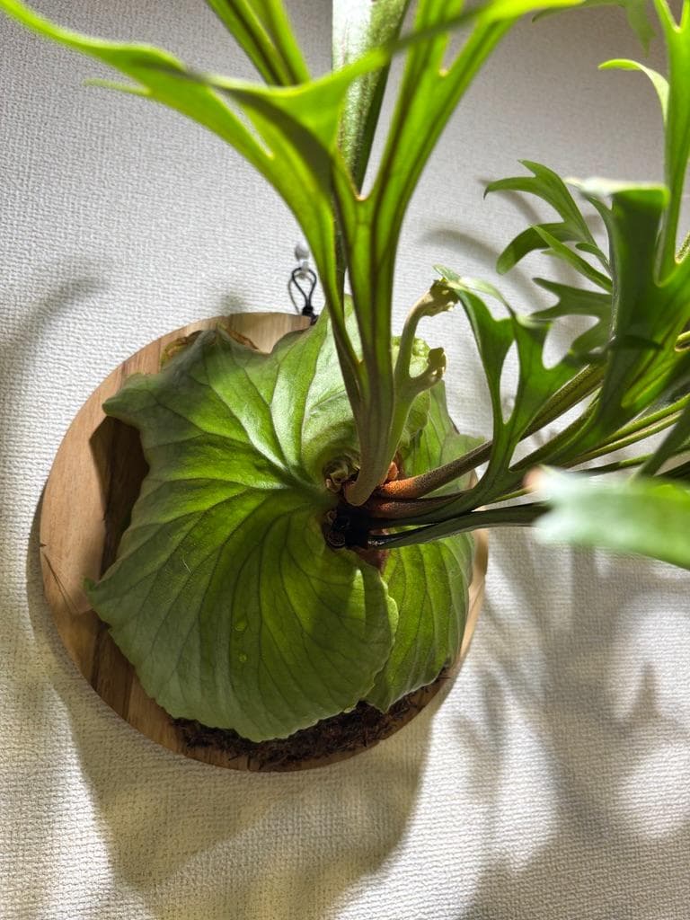 値下げ【特選株・迫力満点】ビカクシダ P. キッチャクード・リドレイ