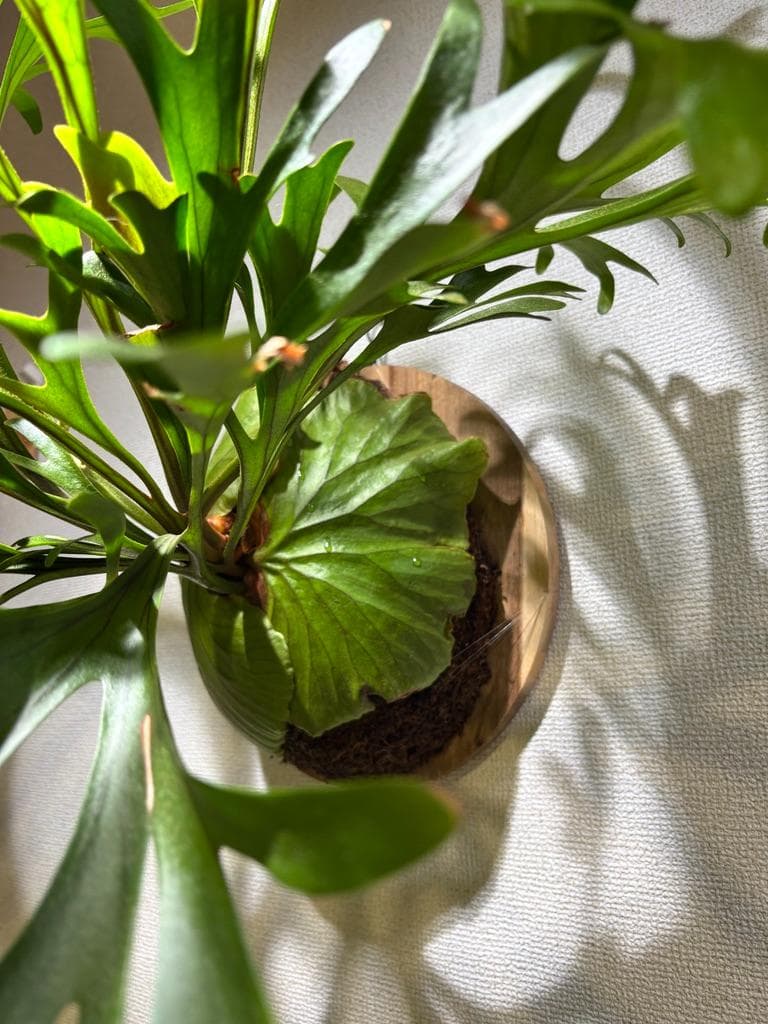 値下げ【特選株・迫力満点】ビカクシダ P. キッチャクード・リドレイ