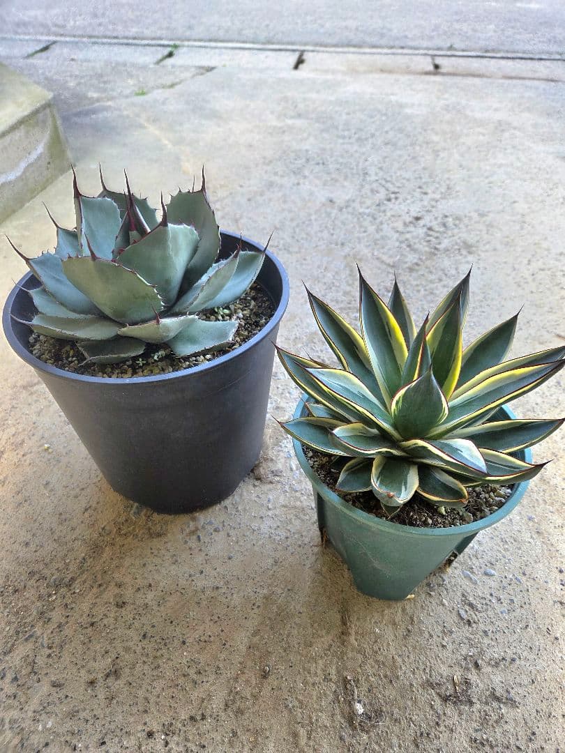 アガベ　パリートランカータ、スノーグロー