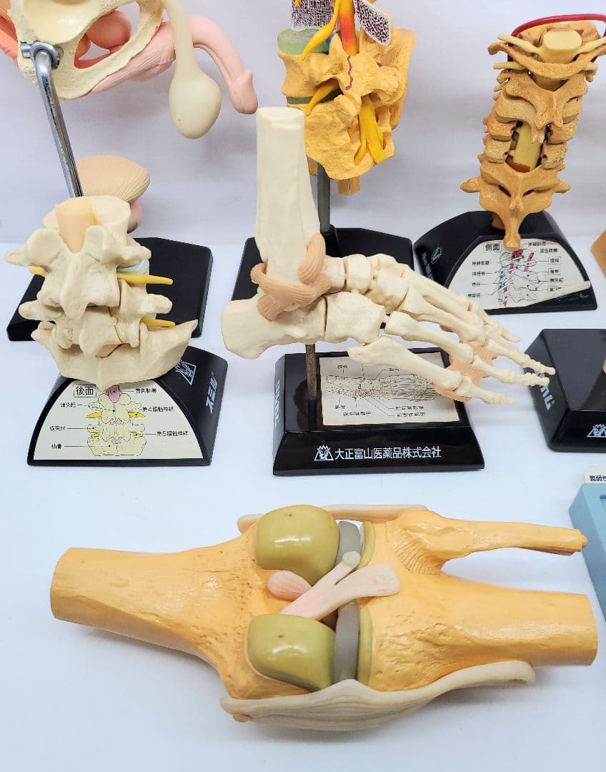 人体模型 セット 手　足　腰椎　脊髄　冠状動脈模型　骨　大正富山 旭化成ファーマ