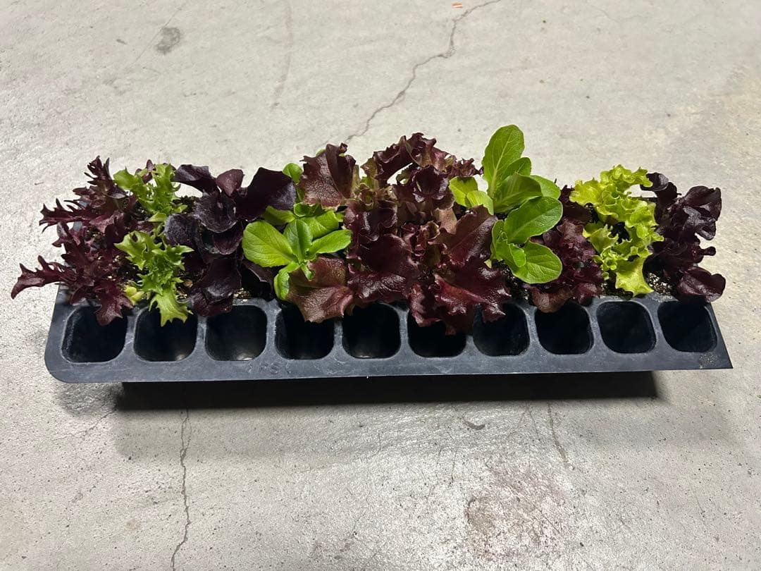 レタスの苗 20本　900円