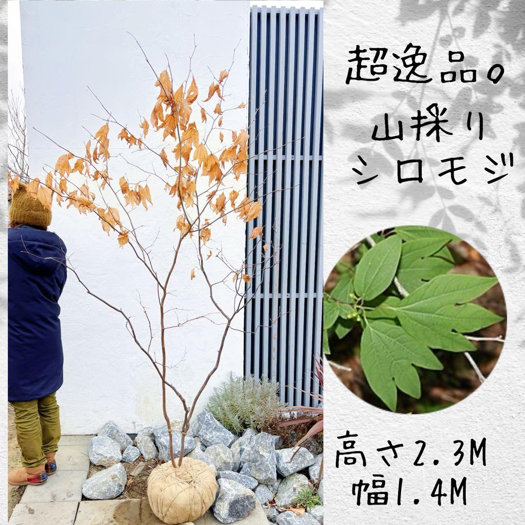 逸品。山採りシロモジ2.3M(鉢底から)